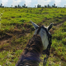 Brasilien 85.9 HA Rinderfarm Grundstück in der Nähe von Careiro A