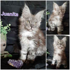 Reinrassige Maine Coon Weibchen mit Stammbaum, suchen ein Zuhause