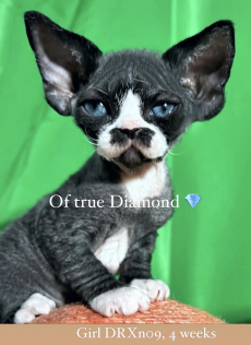 Devon Rex Kitten