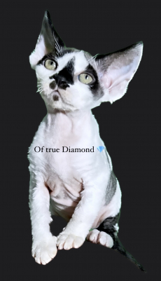 Devon Rex Kitten