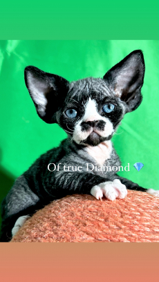 Devon Rex Kitten