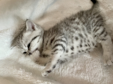 Reinrassige BKH Kitten in silber Tabby