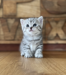 Reinrassige BKH Kitten in silber Tabby