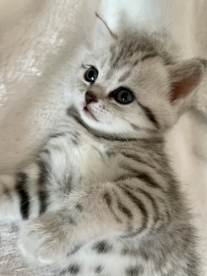 Reinrassige BKH Kitten in silber Tabby