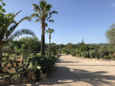 Mallorca, Nähe Portocristo: hübsche Casita zu vermieten