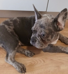 French Bulldog Blue Merle Welpe