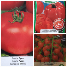 Tomatensetzlinge