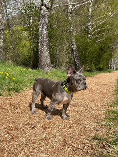 Blue merle french bulldog welpe