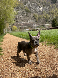 Blue merle french bulldog welpe