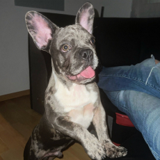 Blue merle french bulldog welpe