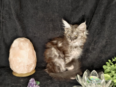 Reinrassige Maine Coon Weibchen mit Stammbaum, suchen ein Zuhause