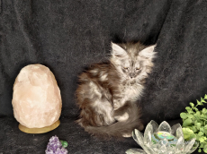 Reinrassige Maine Coon Weibchen mit Stammbaum, suchen ein Zuhause