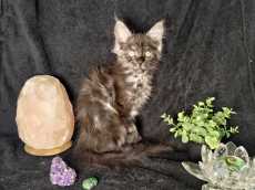 Reinrassige Maine Coon Weibchen mit Stammbaum, suchen ein Zuhause