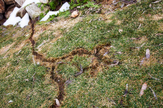 Bekämpfung von Wiesenschnake und andere Gartenschädlinge.