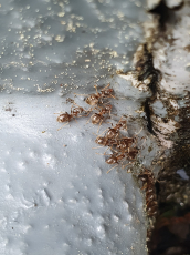Ameisenbekämpfung, Ameisen im Haus und Garten bekämpfen.