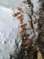Ameisenbekämpfung, Ameisen im Haus und Garten bekämpfen.