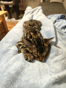 Wunderschöne bengalkitten suchen ein liebevolles zuhause.