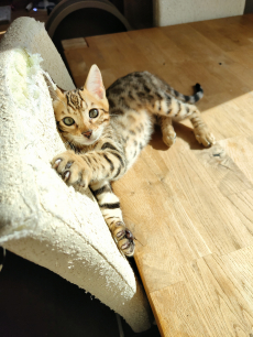 Wunderschöne bengalkitten suchen ein liebevolles zuhause.