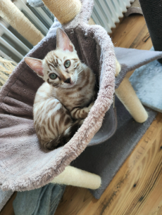 Wunderschöne bengalkitten suchen ein liebevolles zuhause.