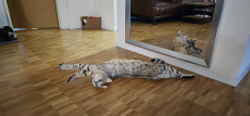 Gorgeous 3 year old F5 Savannah Male Looking for new Home