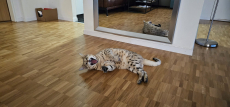 Gorgeous 3 year old F5 Savannah Male Looking for new Home