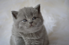 NEW! Manifique Bébés British-shorthair pur race 