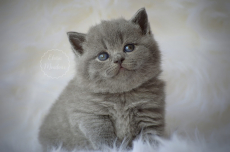 NEW! Manifique Bébés British-shorthair pur race 