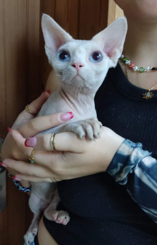 Devon Rex Katze mit Stammbaum, kitten Chat