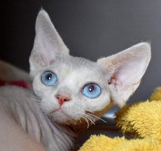 Devon Rex Katze mit Stammbaum, kitten Chat