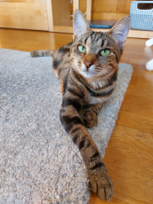 Bengal Maroon kitten Katzenbaby chat