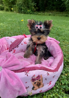 Yorkshire Terrier Hündin, 11 Wochen