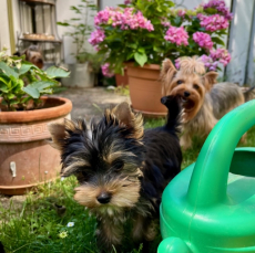 Yorkshire Terrier Hündin, 11 Wochen