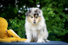 Collie Welpen suchen ein Zuhause