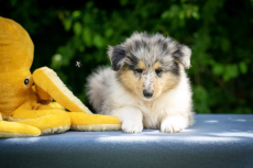 Collie Welpen suchen ein Zuhause