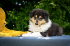 Collie Welpen suchen ein Zuhause