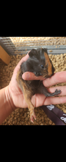 Meerschweinchen Weibchen