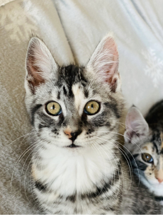 Main Coon Mix Mädchen