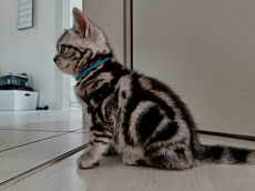 Reinrassige Britisch Kurzhaar silver tabby classic Kitten