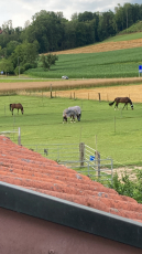 Schöne grosse Auslaufbox frei ab März 2024