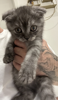 Scottish fold kitten suchen ein neues zuhause