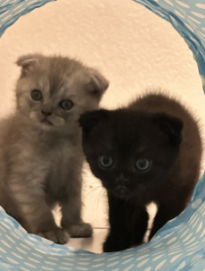 Scottish fold kitten suchen ein neues zuhause