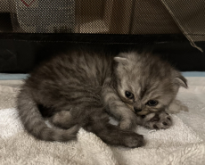 Scottish fold kitten suchen ein neues zuhause