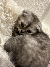 Scottish fold kitten suchen ein neues zuhause