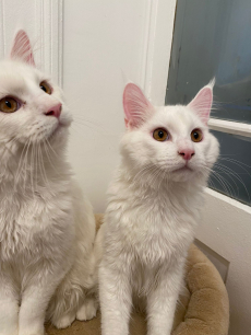 3 junge Maine Coon Katzen aus Hobby Zucht, reinrassig