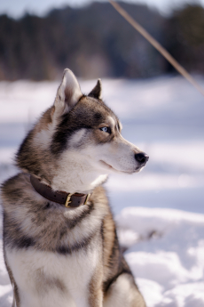 Husky Deckrüde