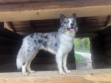 Deckrüde Border Collie