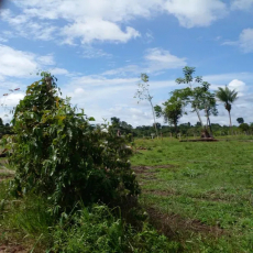  Brasilien riesengrosses 5'150 Ha Farm in der Nähe von Presidente