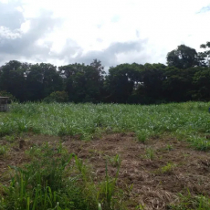  Brasilien riesengrosses 5'150 Ha Farm in der Nähe von Presidente