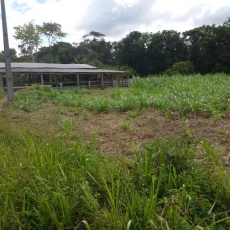  Brasilien riesengrosses 5'150 Ha Farm in der Nähe von Presidente