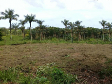  Brasilien riesengrosses 5'150 Ha Farm in der Nähe von Presidente